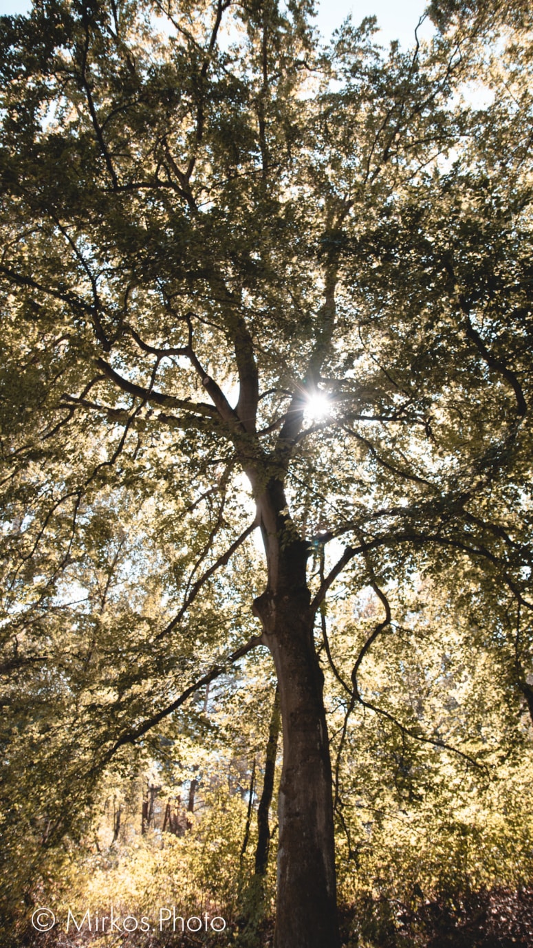 Raunheimer Wald