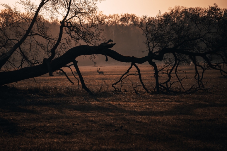 Sonnenaufgang Mönchbruch Mörfelden